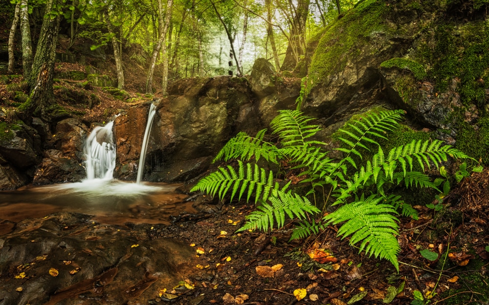 a small waterfall in the woods