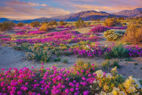 anza borrego camping