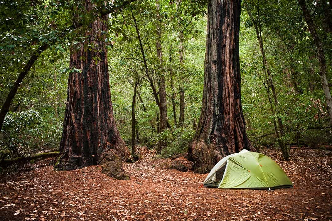 big basin redwoods