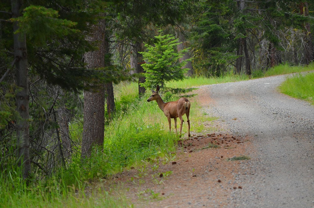 buck lake campground