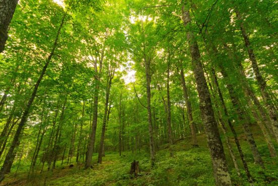 Camping in Chequamegon-Nicolet National Forest