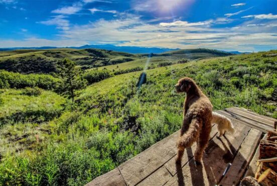 dog friendly cabins colorado