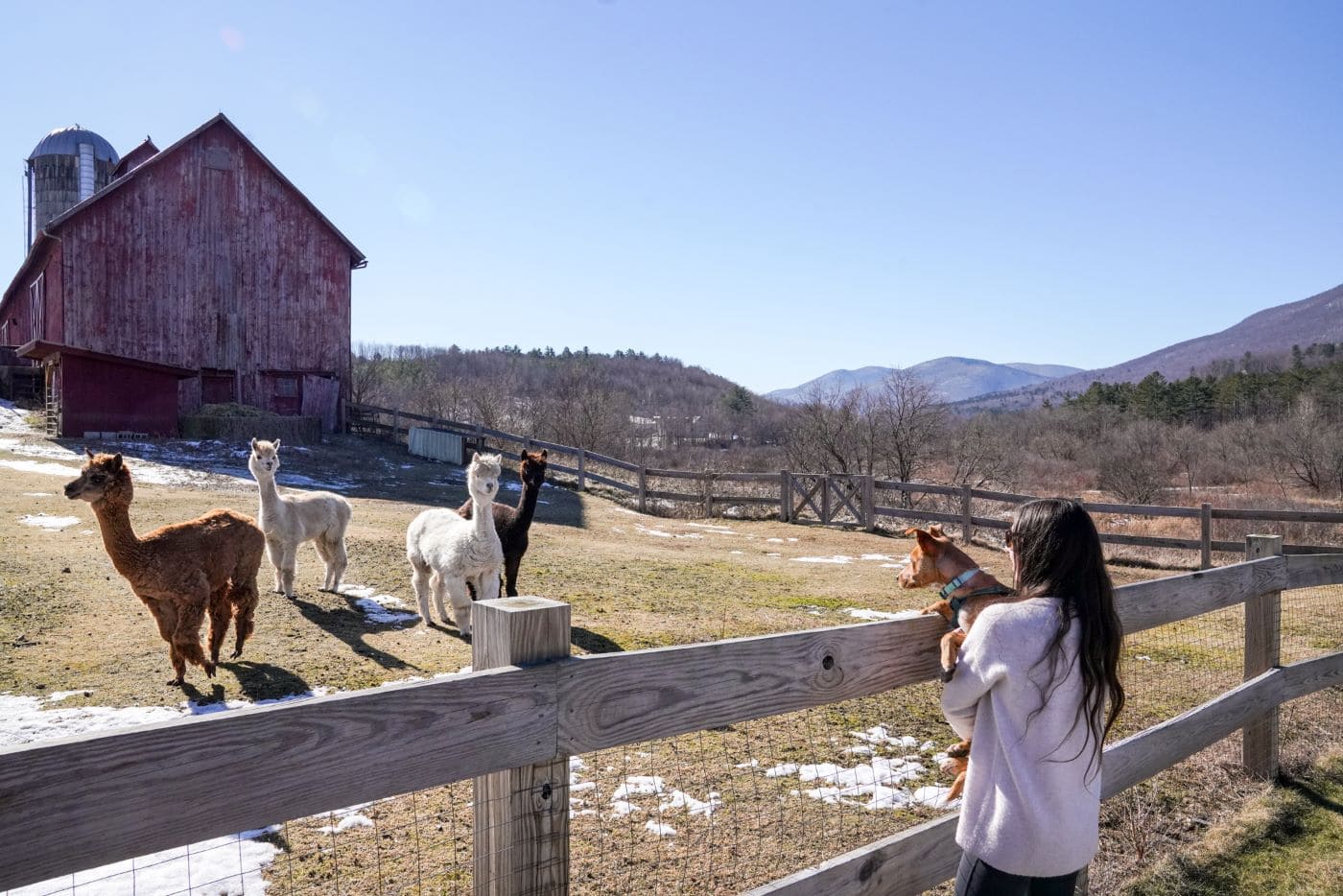 hill farm inn alpacas