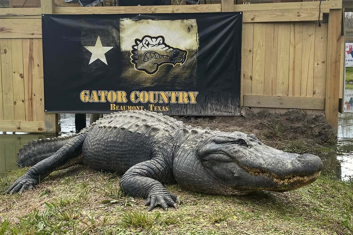 houston to new orleans road trip - gator country