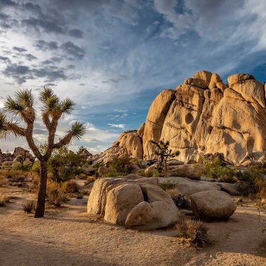 Joshua Tree National Park Hikes