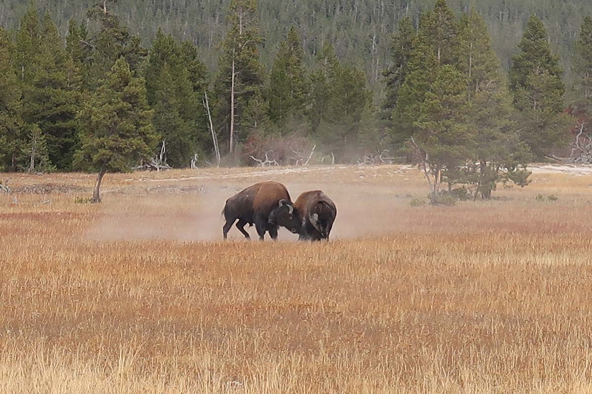 maintain distance from wildlife