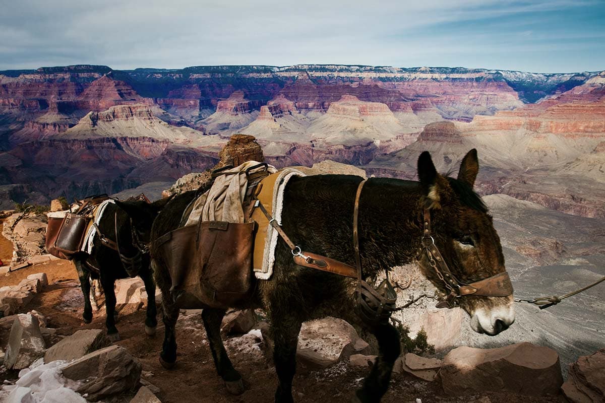 mules grand canyon winter
