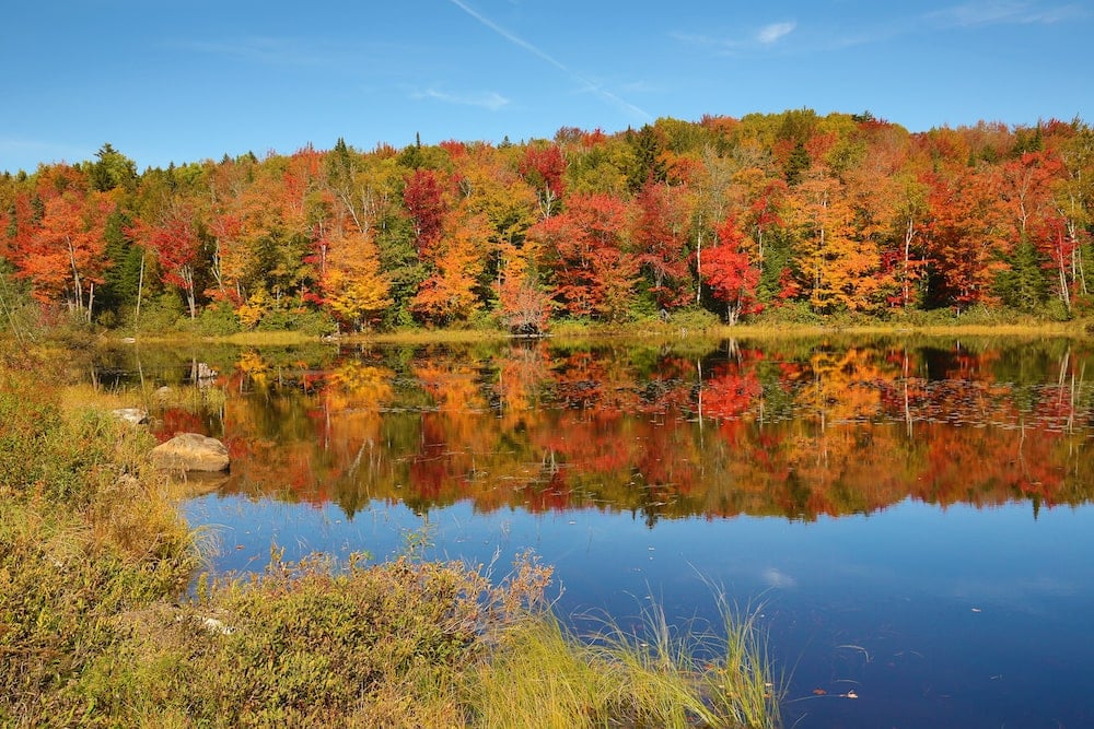 Great North Woods