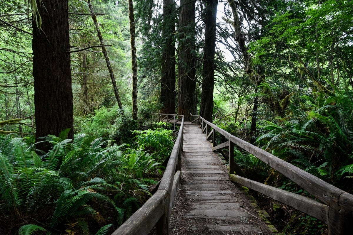 Prairie Creek Redwoods State Park