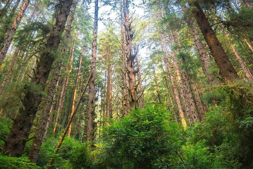 Prairie Creek Trail