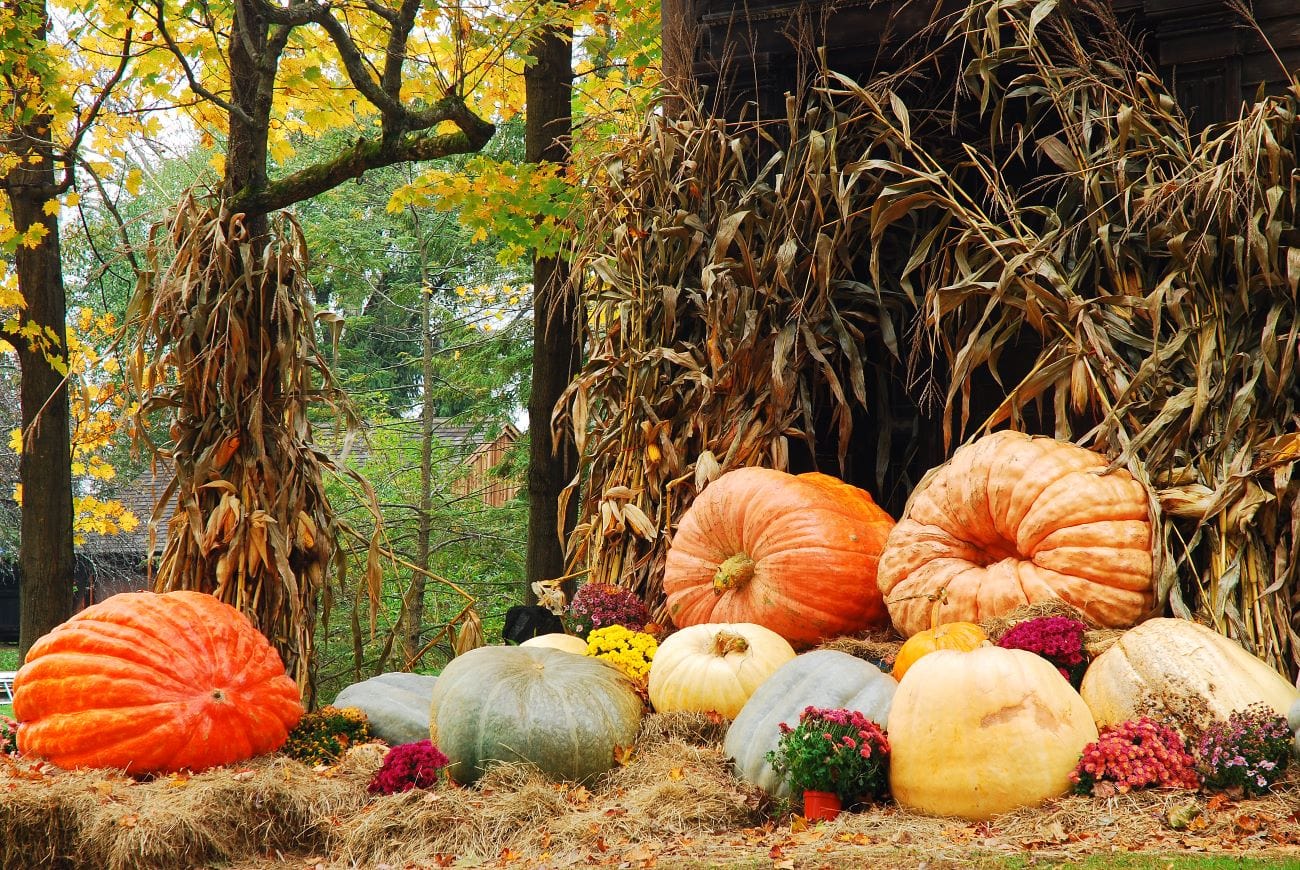 pumpkins in fall