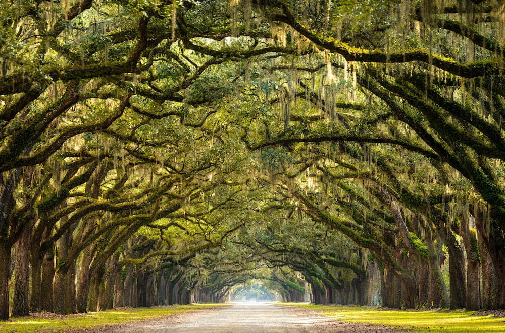 Wormsloe State Historic Site