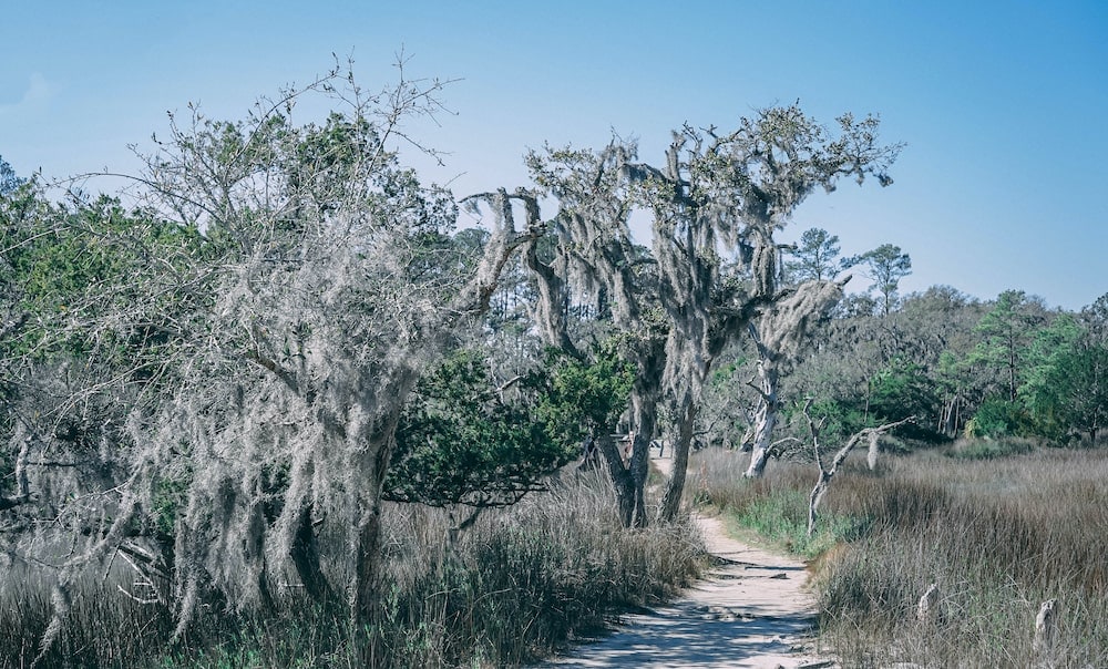 Big Ferry Trail – Skidaway State Park