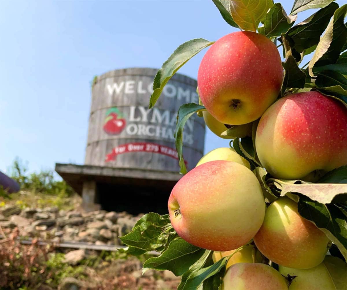 things to do connecticut fall - apple picking