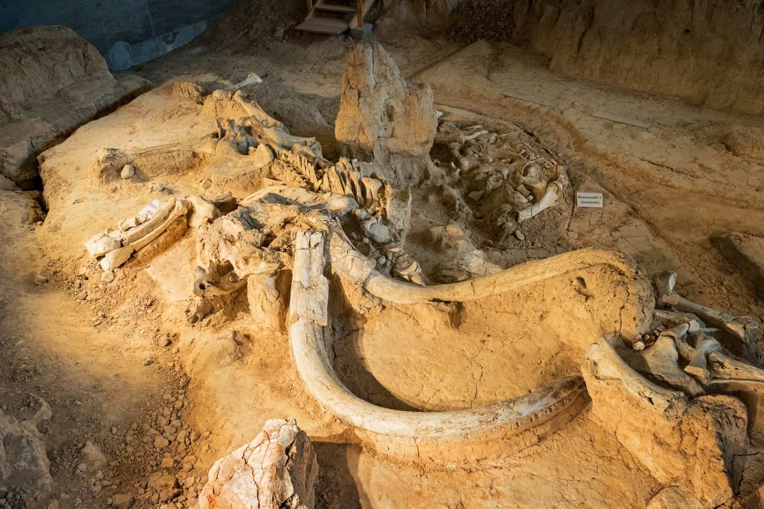 Waco Mammoth National Monument Texas