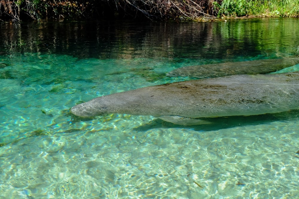 Weeki Wachee state park