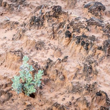 why you shouldnt walk on biocrust