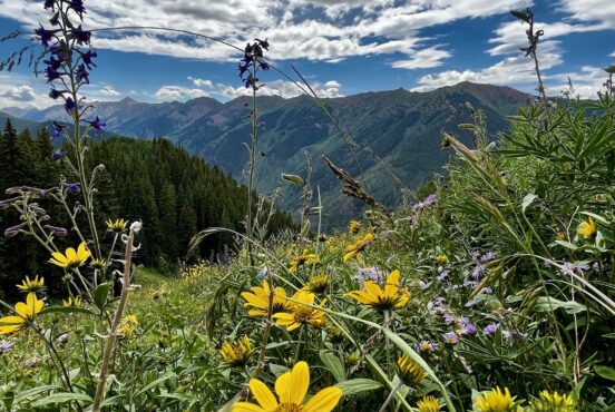 Wildflowers bloom in the West Maroon Bells area