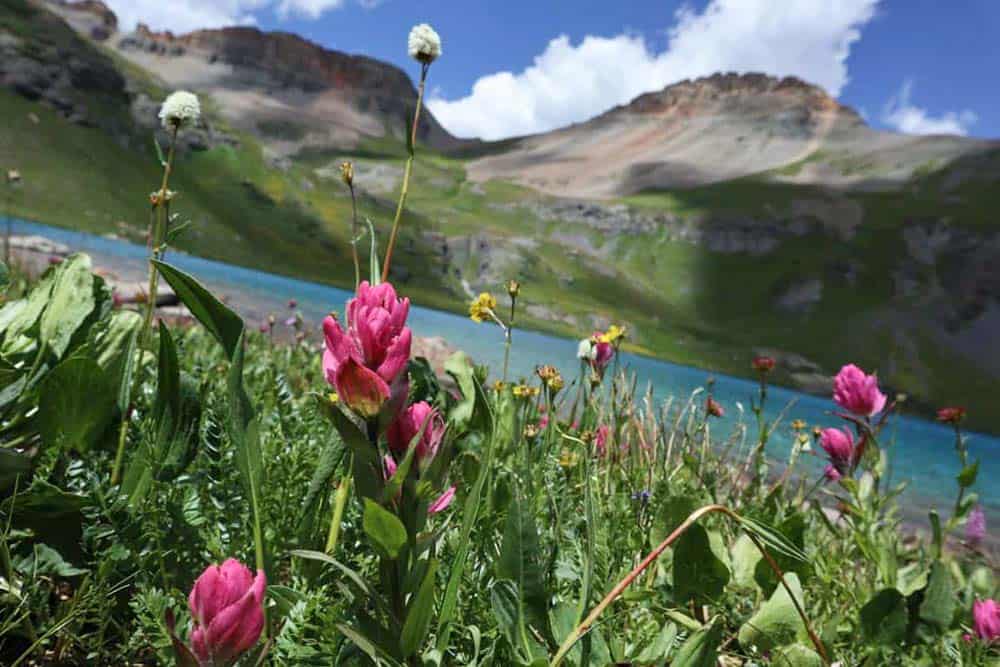 wildflowers ice lake basin