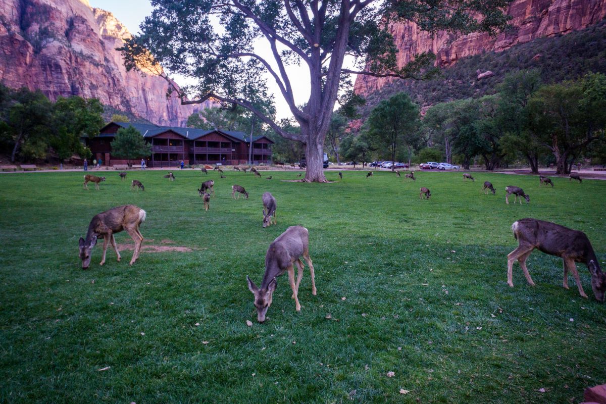 Zion National Park Lodge
